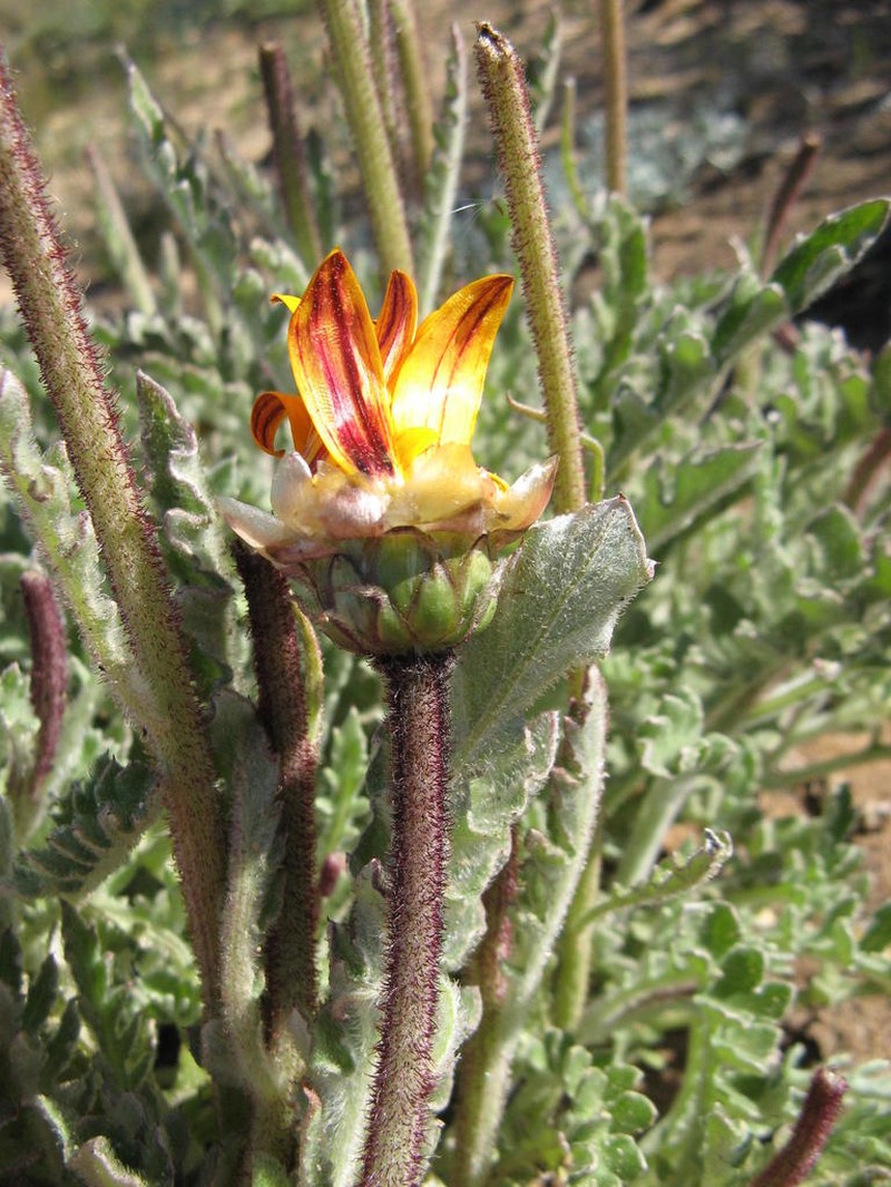 Arctotis glabrata photo 6
