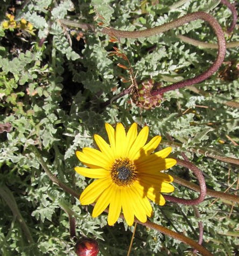 Arctotis glabrata photo 7