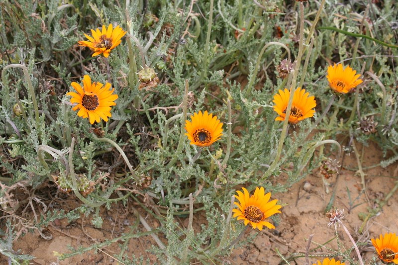 Arctotis glabrata photo 8