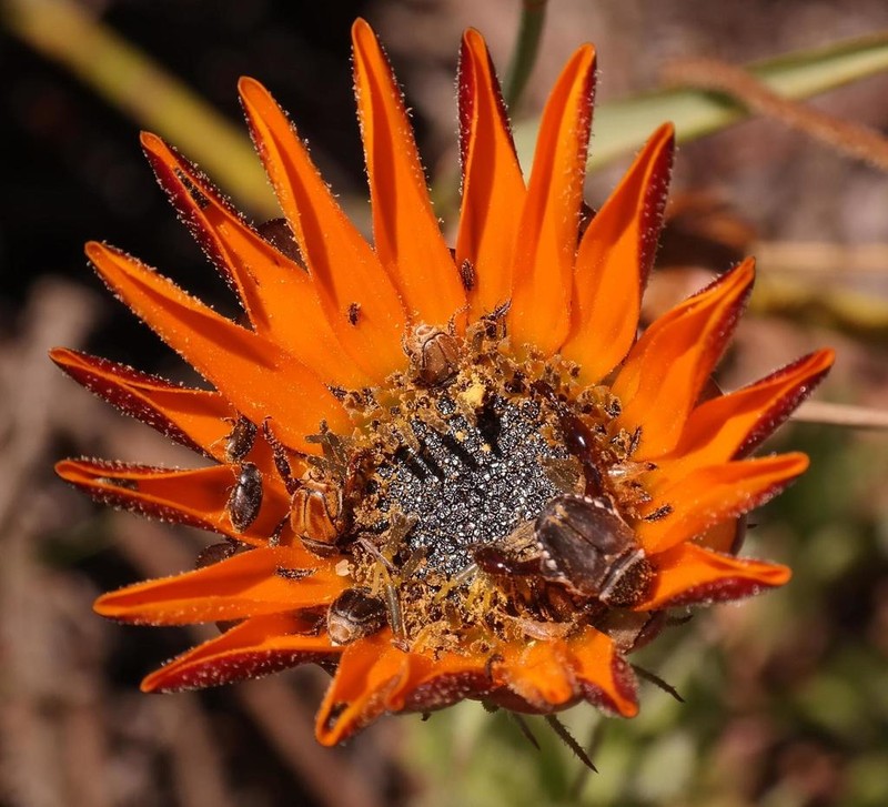 Arctotis glandulosa