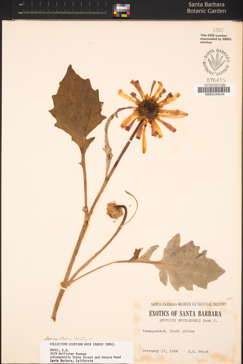 Arctotis gumbletonii