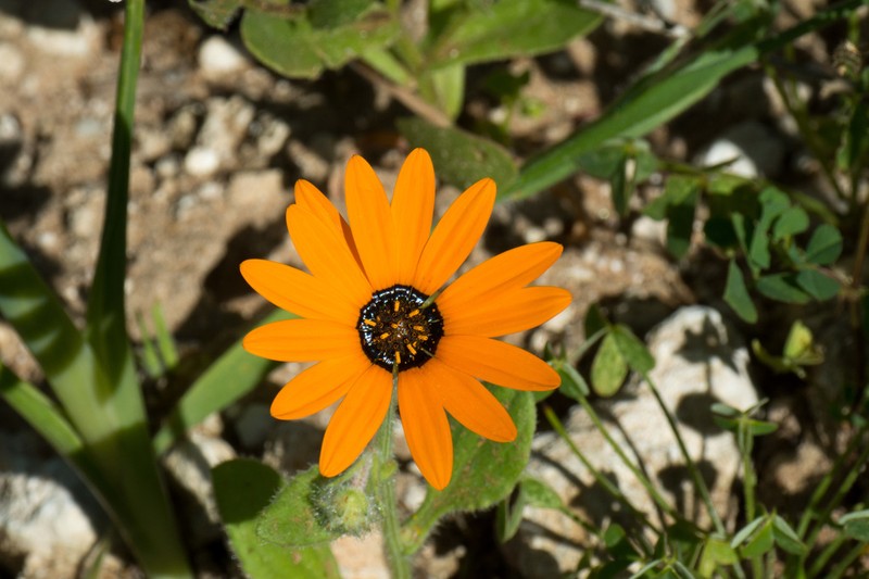 Arctotis hirsuta photo 3