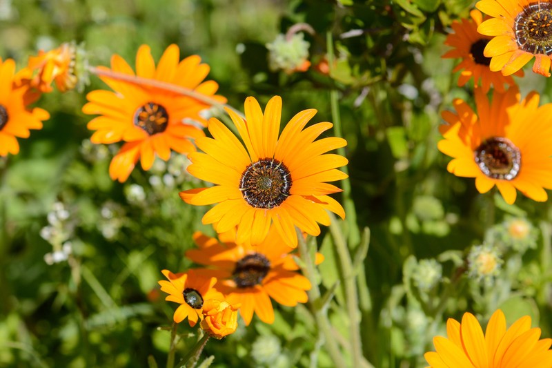 Arctotis hirsuta photo 4