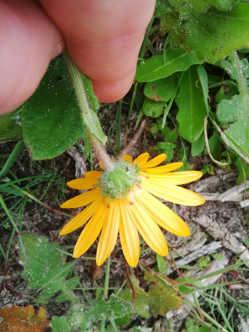 Arctotis hirsuta photo 5