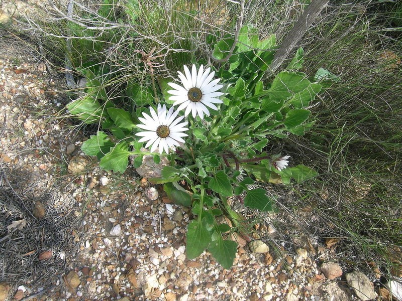 Arctotis incisa photo 3