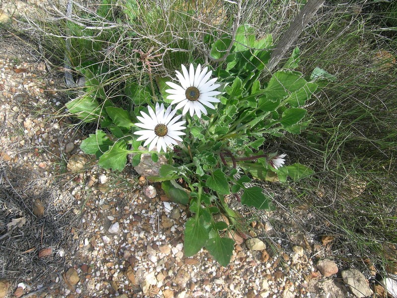 Arctotis incisa photo 6