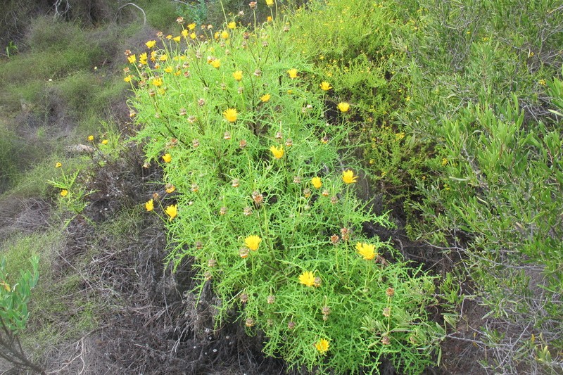 Arctotis laciniata photo 3