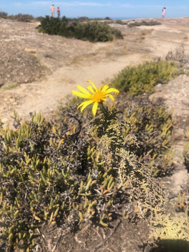 Arctotis laciniata photo 4