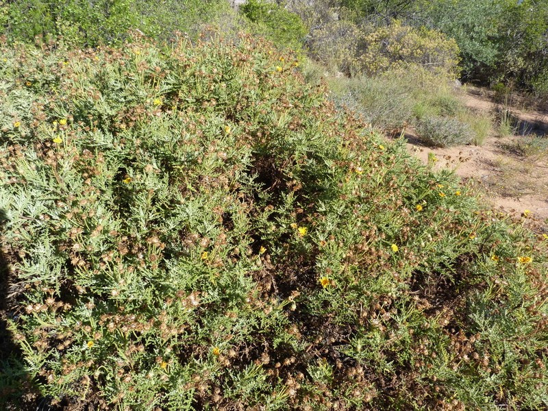 Arctotis laciniata photo 8