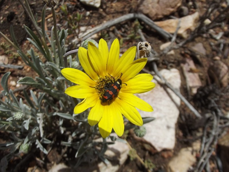 Arctotis lanceolata
