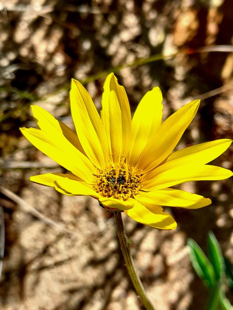 Arctotis lanceolata photo 2