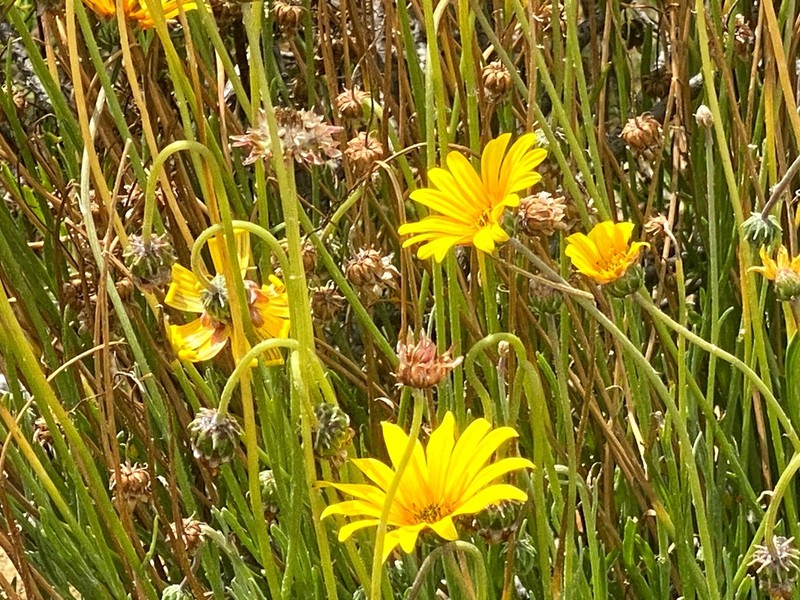 Arctotis lanceolata photo 3