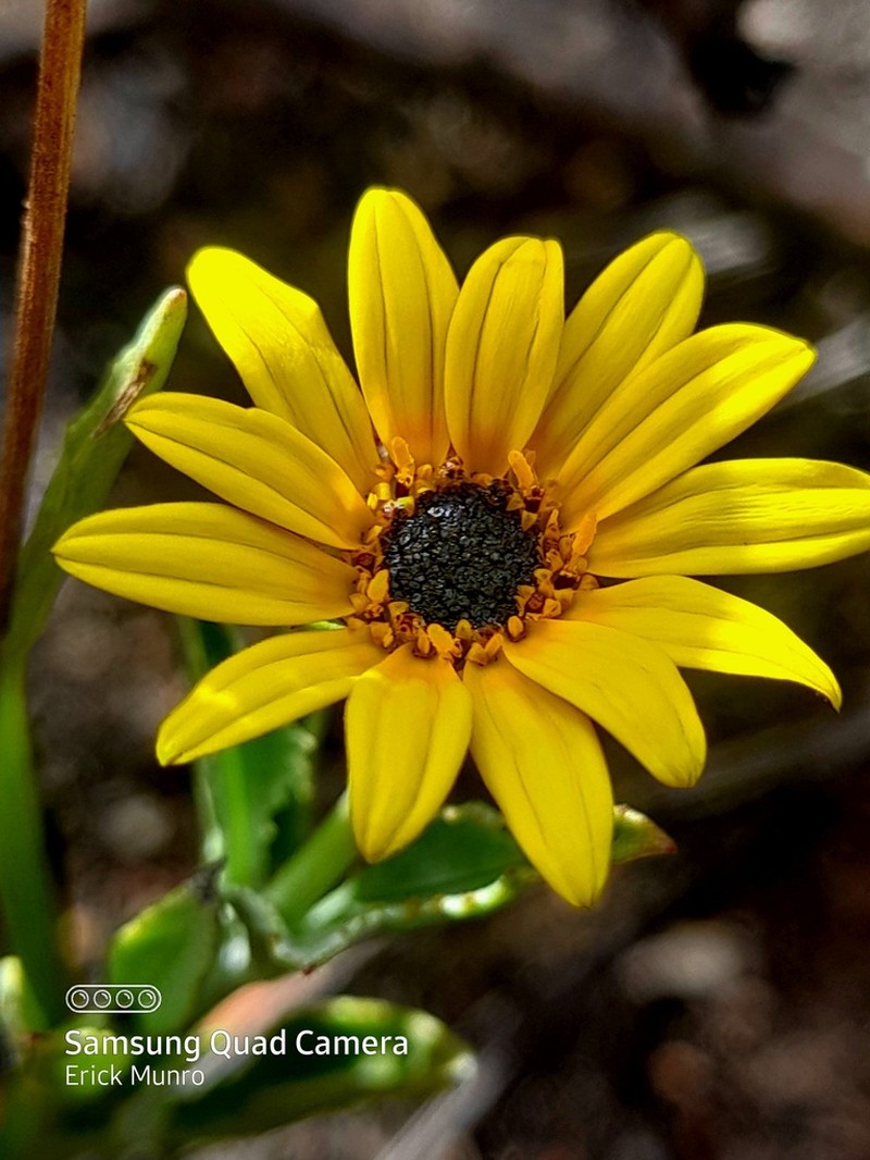 Arctotis lanceolata photo 4
