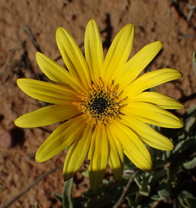 Arctotis lanceolata photo 5