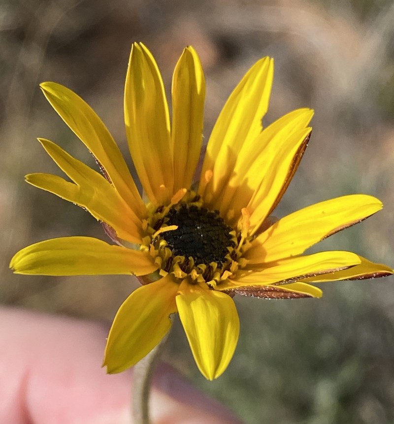 Arctotis lanceolata photo 6