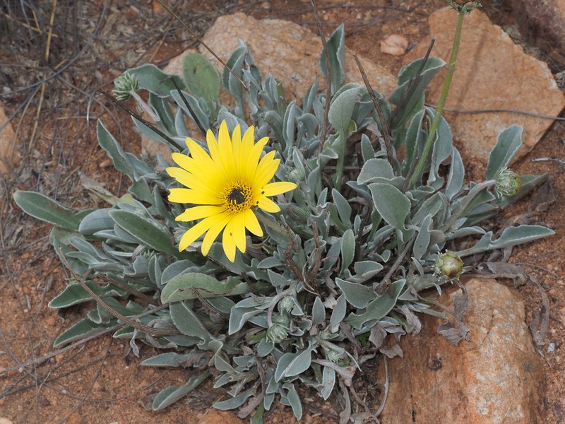 Arctotis lanceolata photo 7