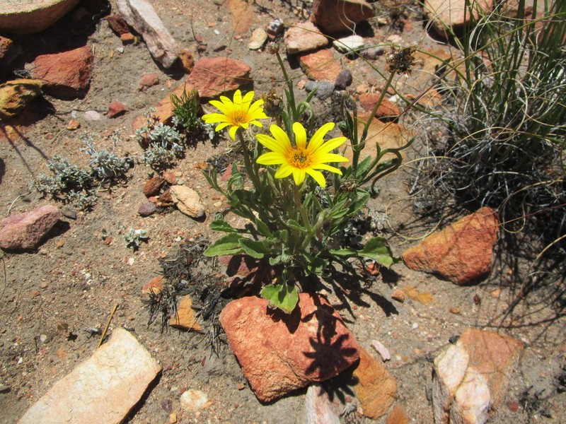 Arctotis lanceolata photo 8