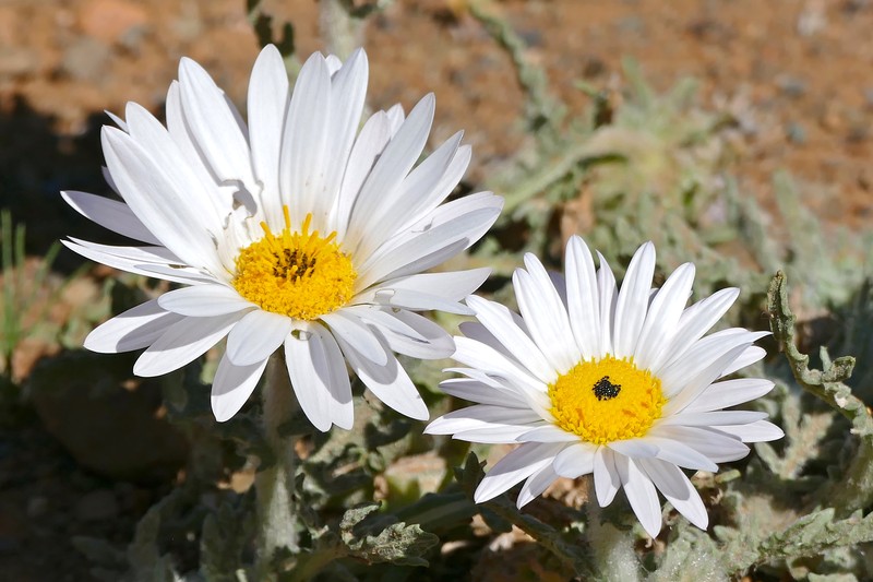 Arctotis leiocarpa