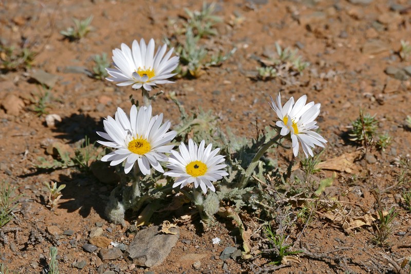 Arctotis leiocarpa photo 2