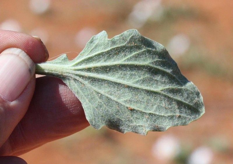 Arctotis leiocarpa photo 3