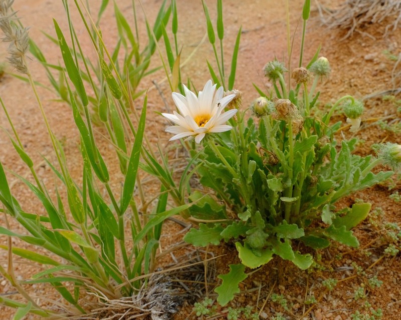 Arctotis leiocarpa photo 4