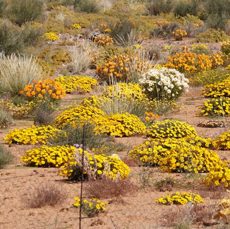 Arctotis leiocarpa photo 5