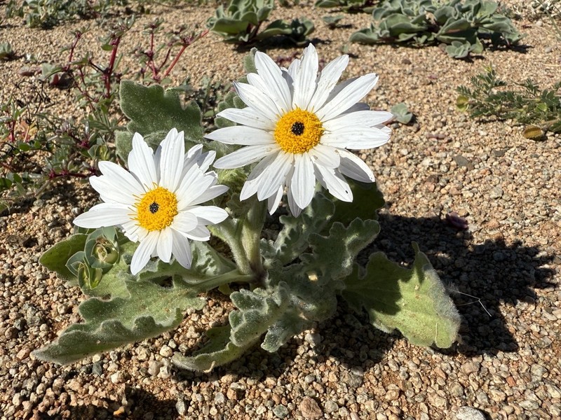Arctotis leiocarpa photo 6