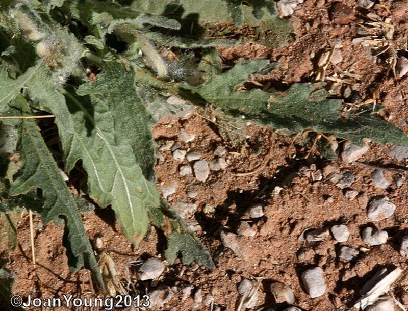 Arctotis leiocarpa photo 7