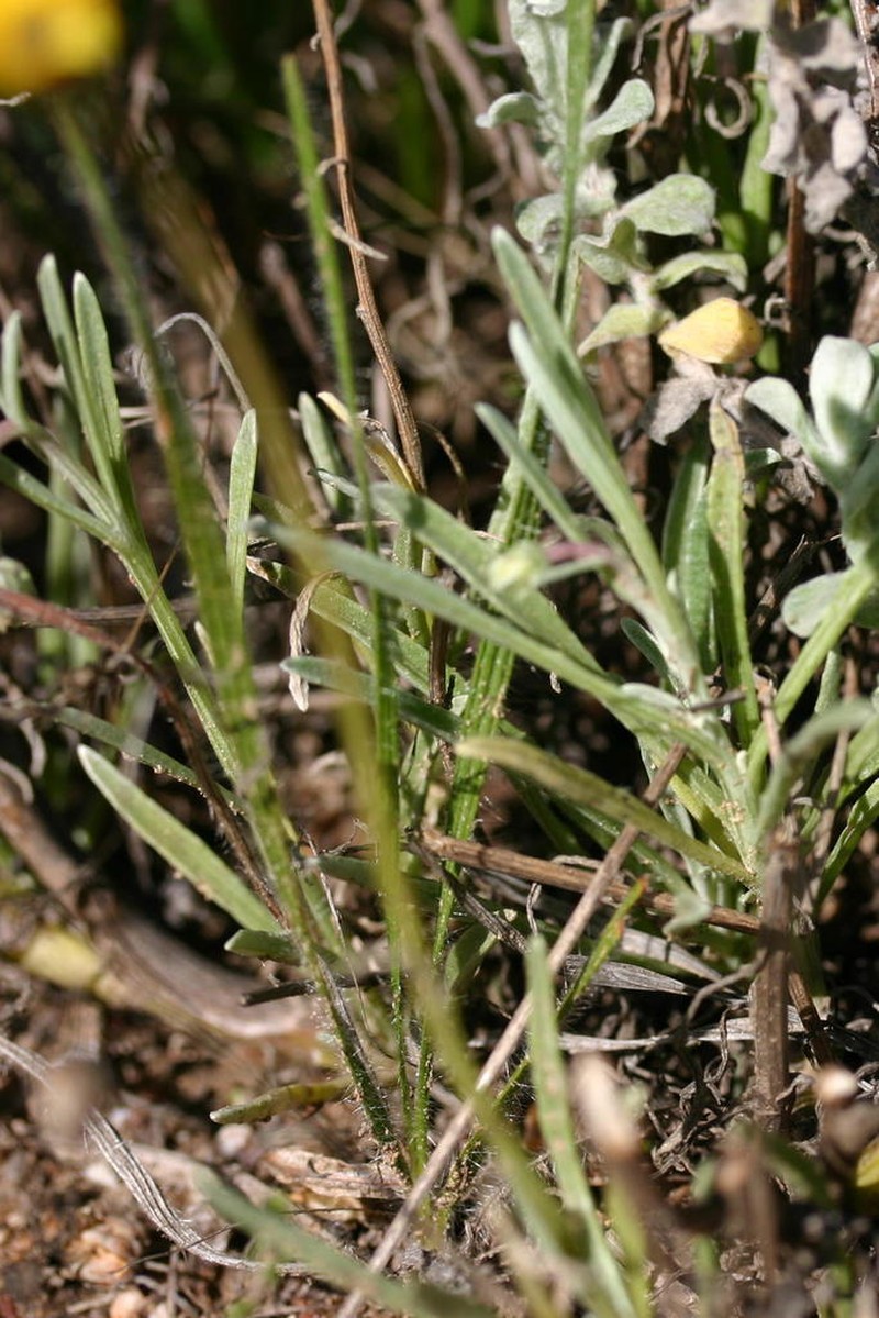 Arctotis linearis