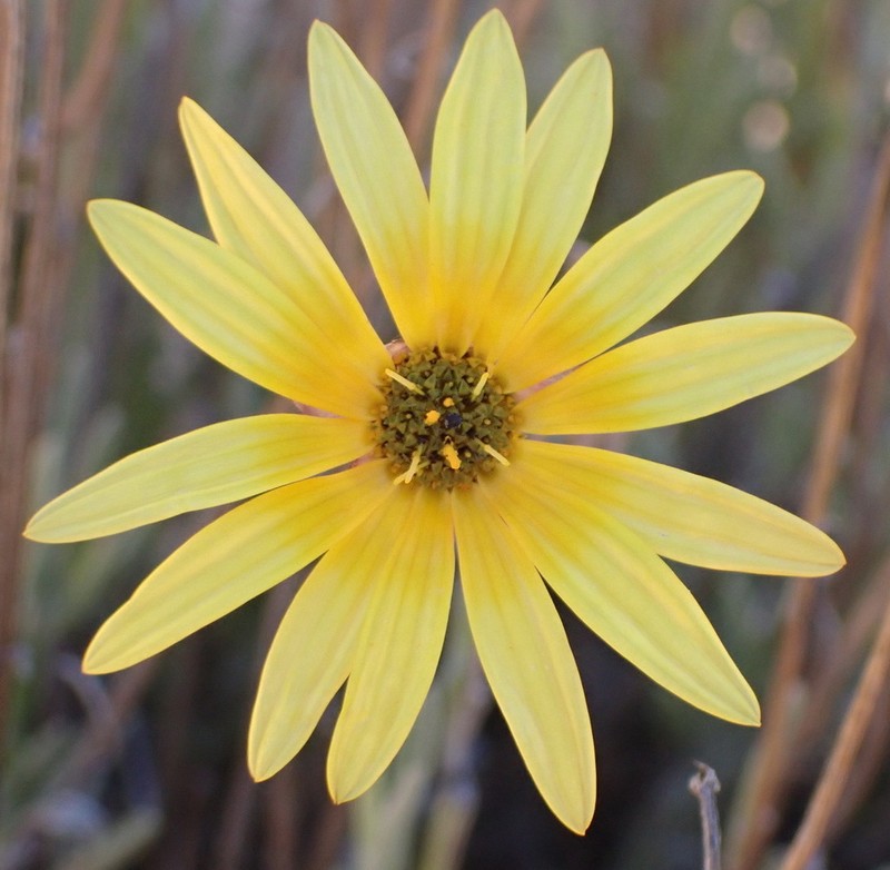 Arctotis linearis photo 2