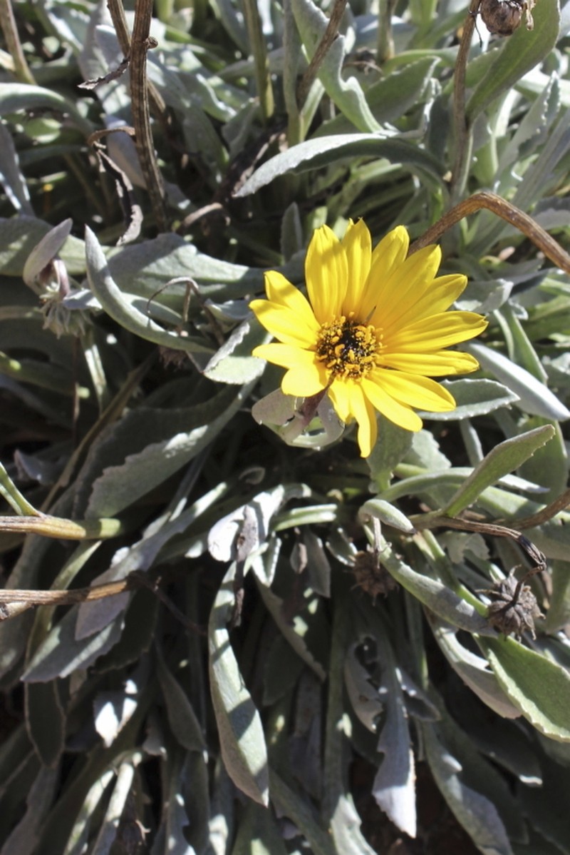 Arctotis linearis photo 8
