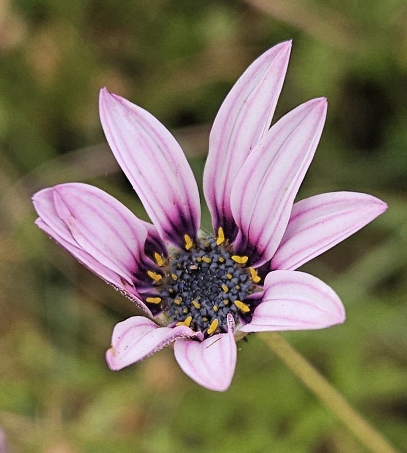 Arctotis muricata photo 3