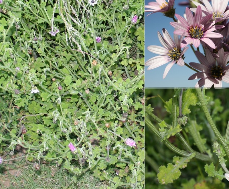 Arctotis muricata photo 8