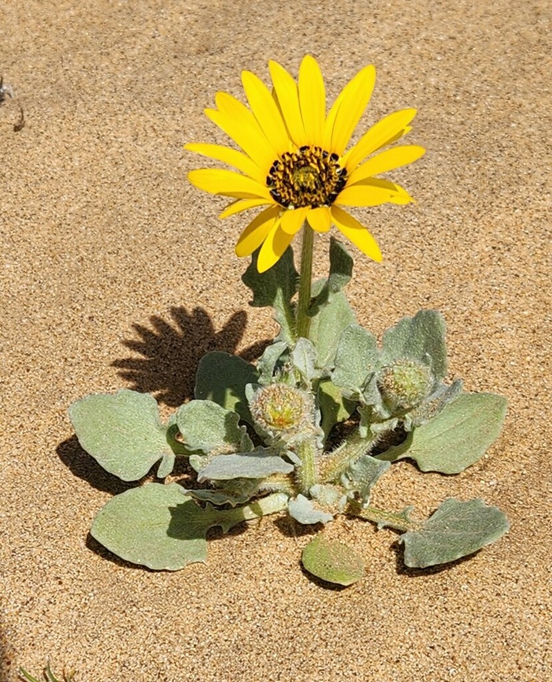 Arctotis namibiensis