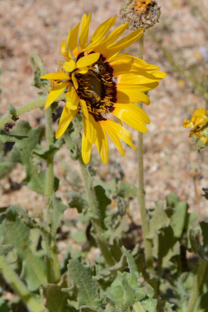Arctotis namibiensis photo 2