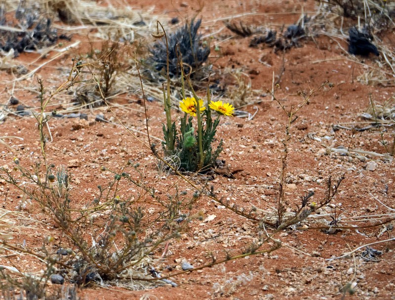 Arctotis namibiensis photo 3