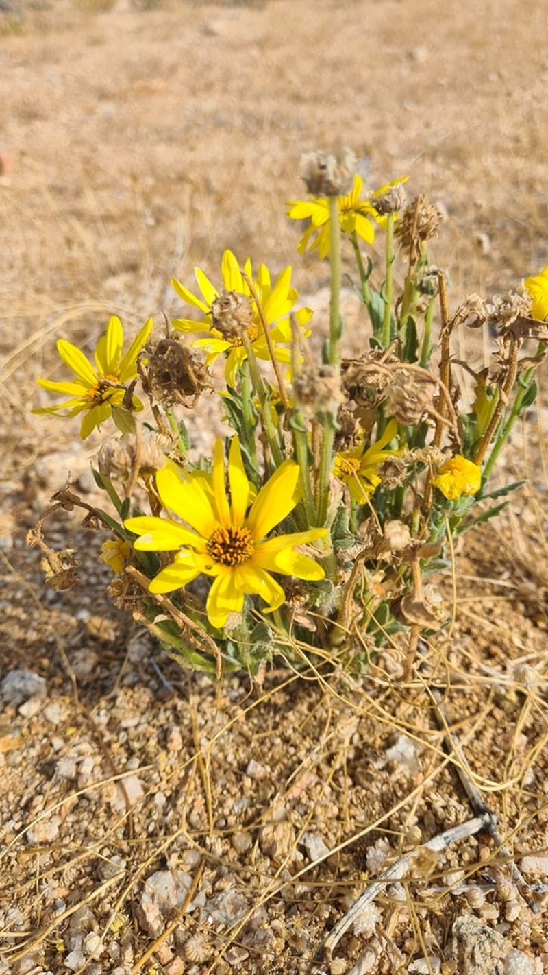 Arctotis namibiensis photo 4