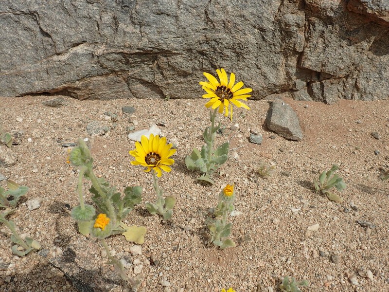 Arctotis namibiensis photo 5