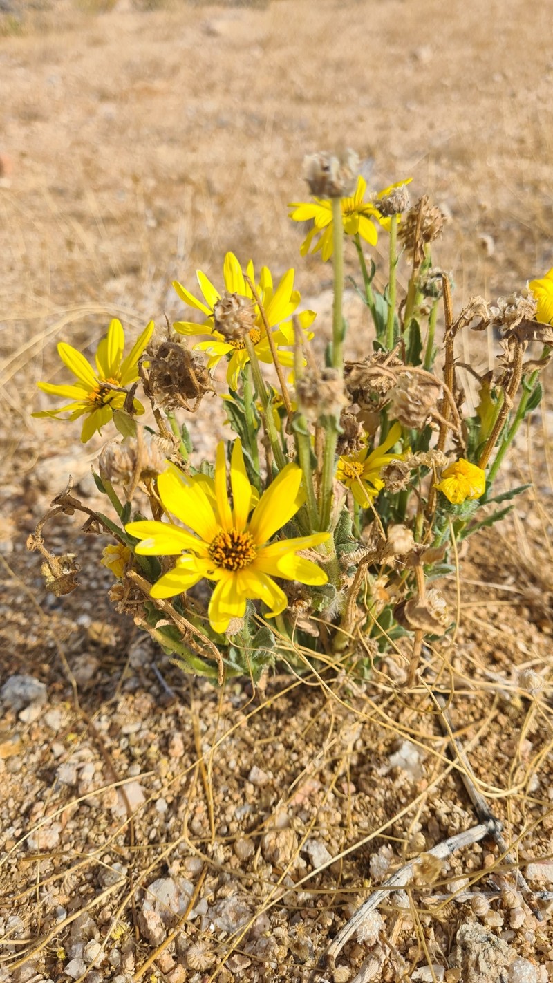 Arctotis namibiensis photo 6