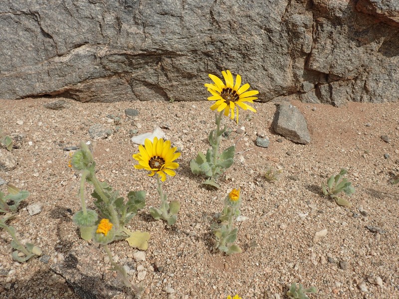 Arctotis namibiensis photo 7