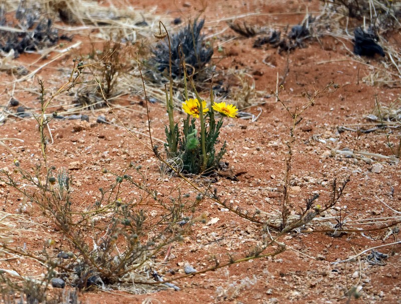 Arctotis namibiensis photo 8