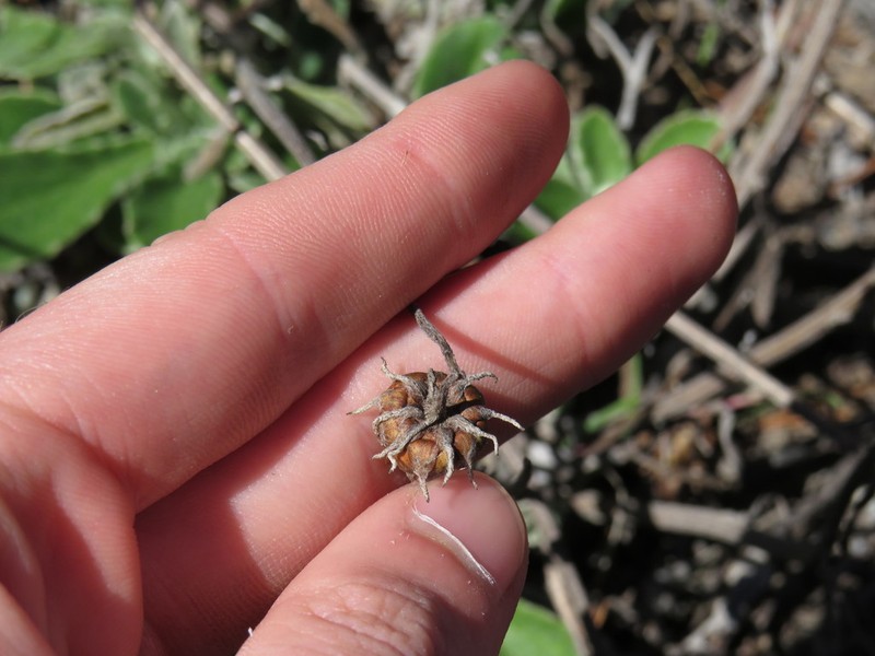 Arctotis paniculata
