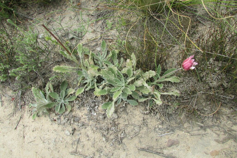 Arctotis paniculata photo 2