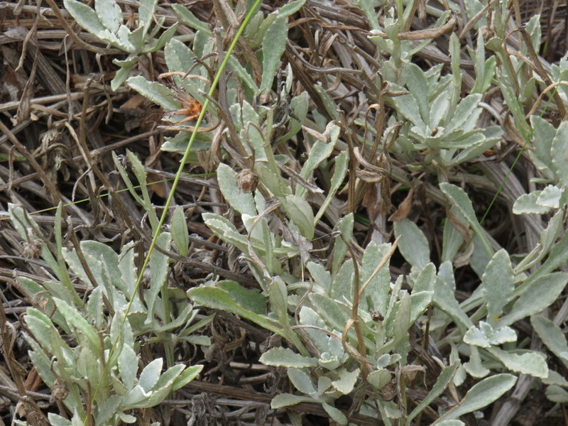 Arctotis paniculata photo 7