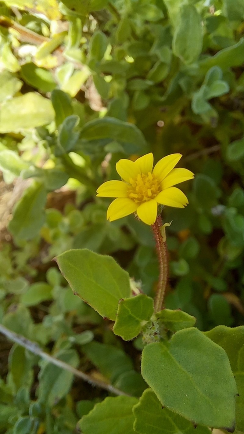 Arctotis perfoliata