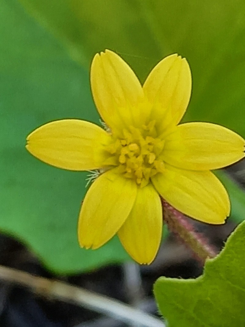 Arctotis perfoliata photo 2