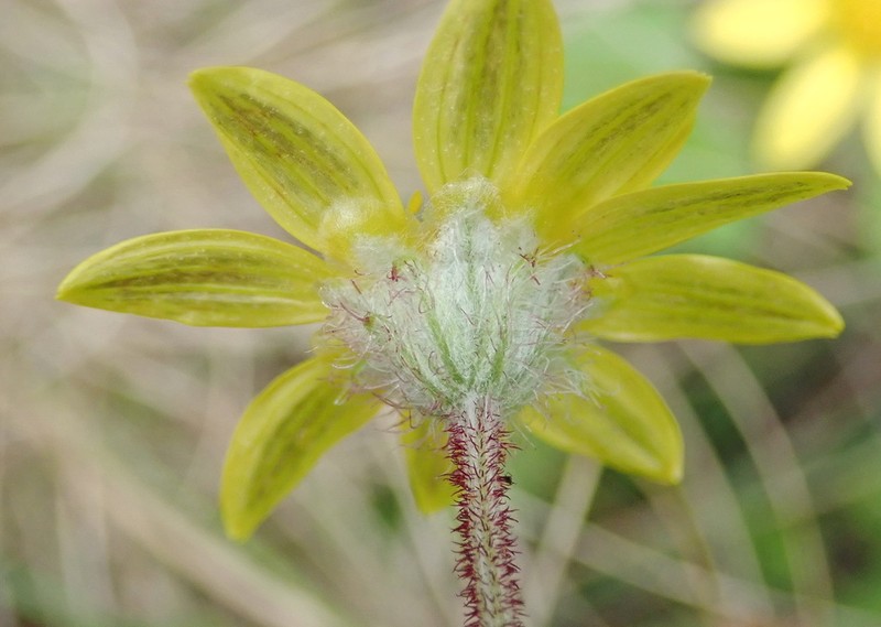 Arctotis perfoliata photo 3