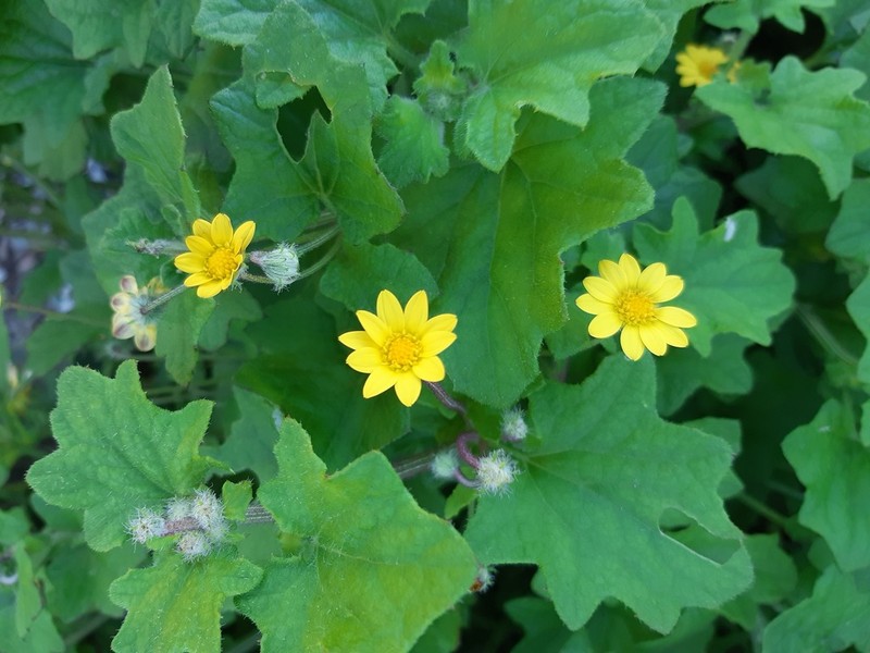 Arctotis perfoliata photo 4