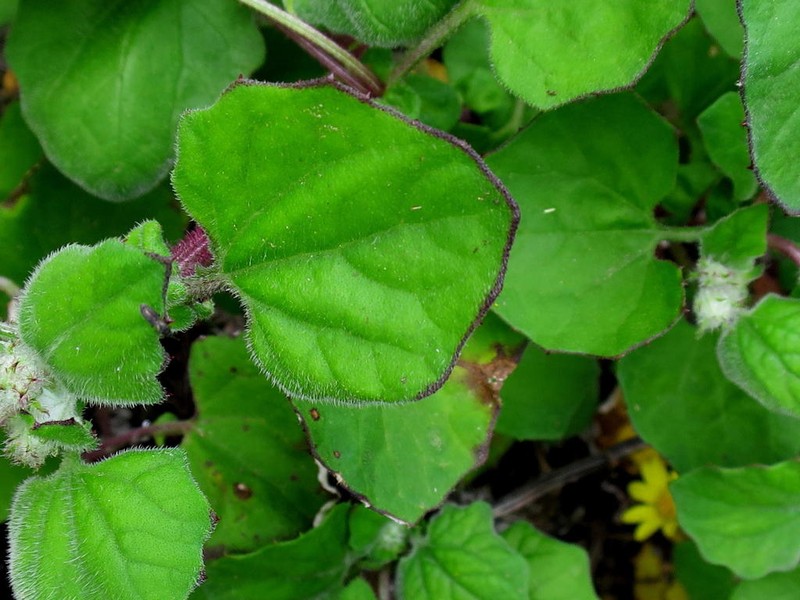 Arctotis perfoliata photo 5