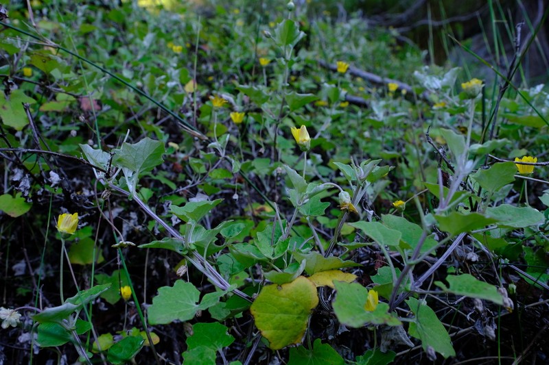 Arctotis perfoliata photo 6